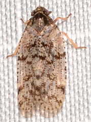 Cixius pini