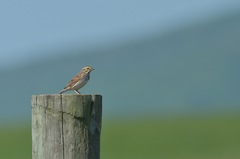 Passerculus sandwichensis savanna