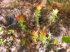 Castilleja scorzonerifolia