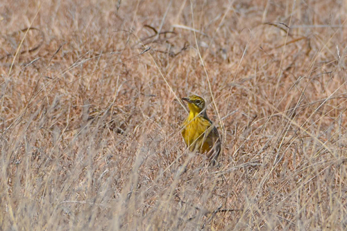 Yellow-breasted Pipit (Hemimacronyx chloris), photo 2