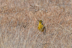 Hemimacronyx chloris