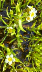 Plagiobothrys figuratus