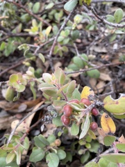 Arctostaphylos morroensis
