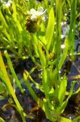 Plagiobothrys figuratus