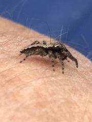Platycryptus californicus