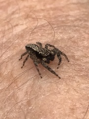 Platycryptus californicus