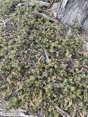 Arctostaphylos morroensis