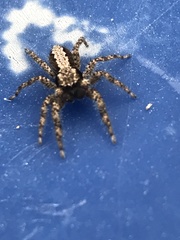 Platycryptus californicus