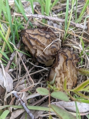 Morchella populiphila