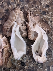Morchella populiphila