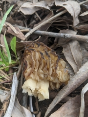 Morchella populiphila