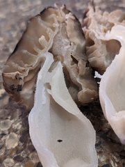 Morchella populiphila