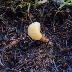 Cudonia circinans