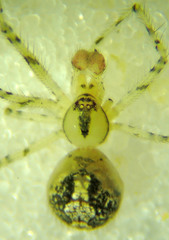 Theridion murarium