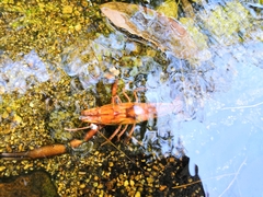 Macrobrachium americanum