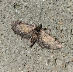 Eupithecia palpata