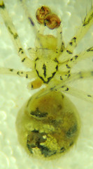 Theridion murarium