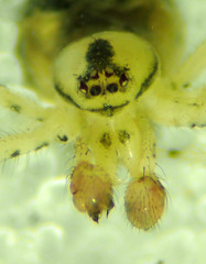 Theridion murarium