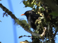 Turdus serranus