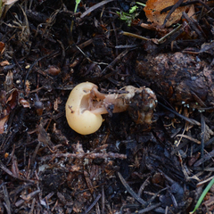 Cudonia circinans