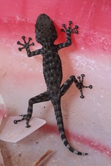 Ptyodactylus puiseuxi