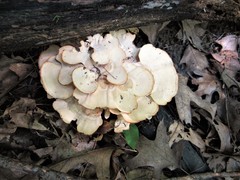 Mycorrhaphium adustum