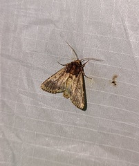 Sideridis congermana