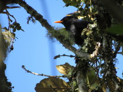 Turdus serranus