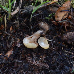 Cudonia circinans