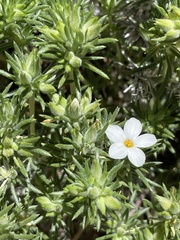 Leptosiphon floribundus