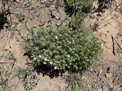 Leptosiphon floribundus