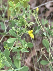 Baptisia lecontei
