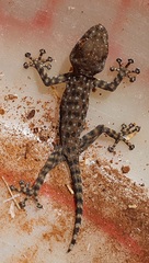 Ptyodactylus puiseuxi
