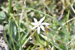 Chaptalia piloselloides