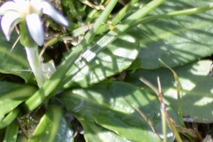 Chaptalia piloselloides