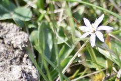 Chaptalia piloselloides