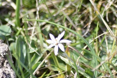 Chaptalia piloselloides