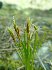 Carex geyeri