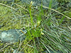 Carex geyeri