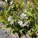 Prunus humilis - Photo (c) Jane Charlen, algunos derechos reservados (CC BY-NC), subido por Jane Charlen