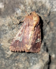 Sideridis congermana