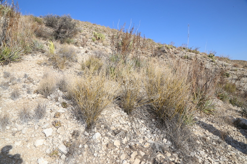 Image of Genistidium dumosum by (c) Reid Hardin, some rights reserved (CC BY)