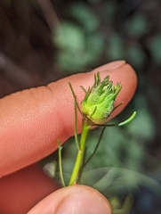 Erigeron serpentinus