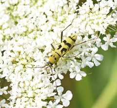 Chlorophorus varius