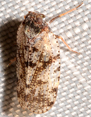 Cixius pini