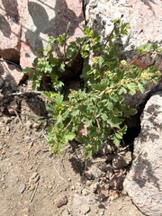 Physocarpus monogynus