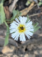 Erigeron longipes