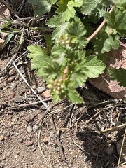 Physocarpus monogynus