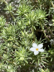 Leptosiphon floribundus