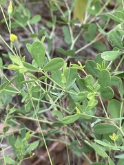 Baptisia lecontei